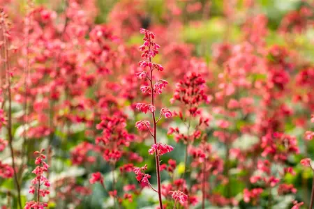 Heuchera 'Paris' - P11 - image 5