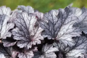 Heuchera 'Plum Pudding'
