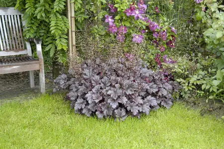 Heuchera 'Pools of Purple' - 2 Ltr pot - image 4