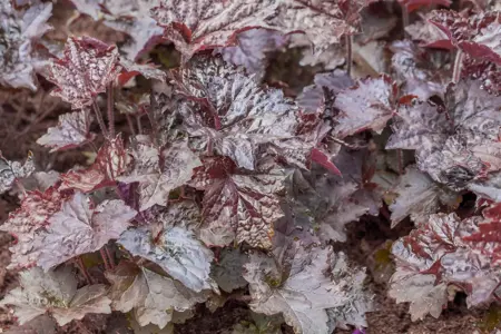 Heuchera 'Rachel' - P9 - image 2