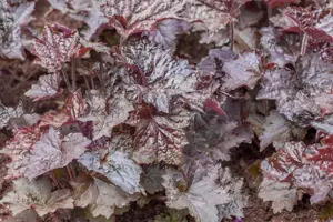 Heuchera 'Rachel' - P9 - image 2