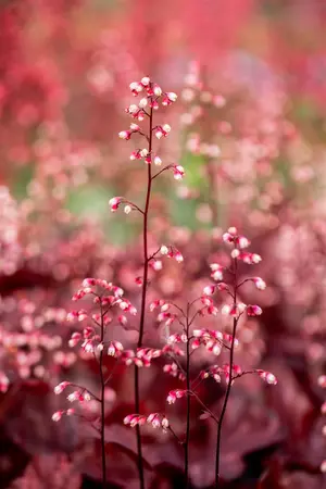 Heuchera 'Red Chief' - 2 Ltr pot - image 2
