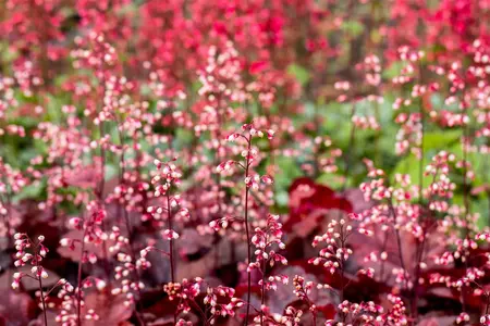 Heuchera 'Red Chief' - 2 Ltr pot - image 1