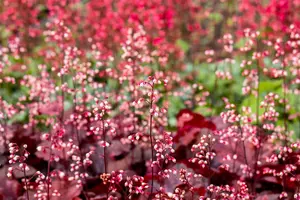 Heuchera 'Red Chief'