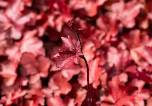 Heuchera 'Red Chief' - 2 Ltr pot - image 4