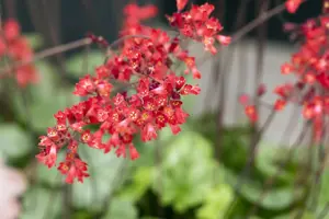 Heuchera sang. 'Leuchtk?fer'