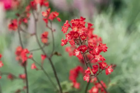 Heuchera sang. 'Ruby Bells' - P9 - image 1