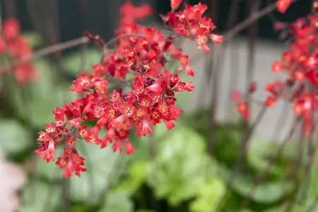 Heuchera sang. 'Ruby Bells' - 2 Ltr pot - image 2