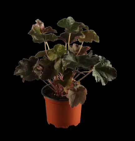 Heuchera sang. 'Splendens' - P11 - image 1