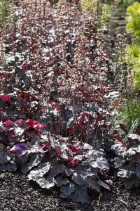 Heuchera 'Silverberry'
