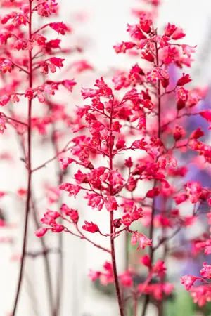 Heuchera vil. 'Hip Hip Hooray' - 2 Ltr pot - image 1