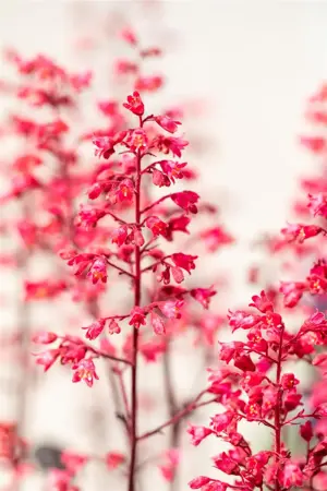 Heuchera vil. 'Hip Hip Hooray' - 2 Ltr pot - image 2