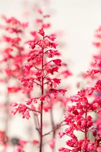 Heuchera vil. 'Hip Hip Hooray' - 2 Ltr pot - image 2