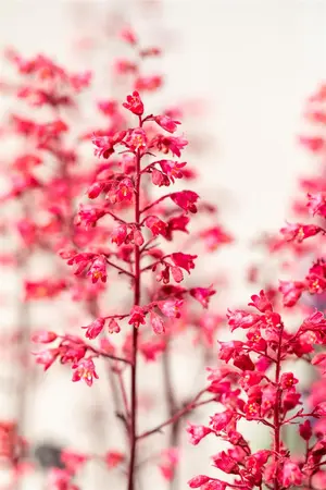 Heuchera vil. 'Hip Hip Hooray' - P9 - image 2