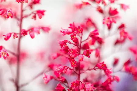 Heuchera vil. 'Hip Hip Hooray' - P9 - image 3