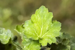 Heuchera villosa macrorrhiza