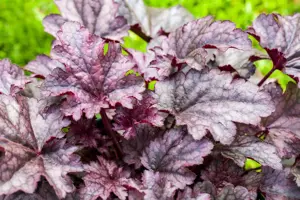 Heuchera 'Wild Rose' 