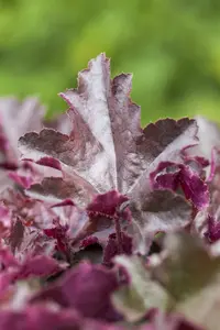Heuchera 'Zipper' - 2 Ltr pot - image 2