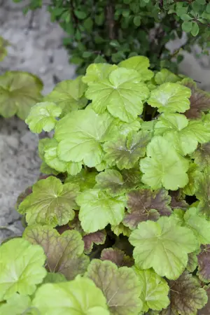 Heucherella alba 'Bridget Bloom' - 2 Ltr pot