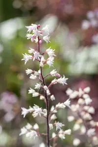 Heucherella 'Art Deco' - P9 - image 3