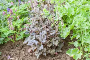 Heucherella 'Art Deco' - P9 - image 2