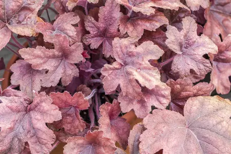 Heucherella 'Brass Lantern' - P9
