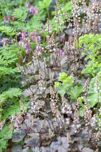 Heucherella 'Hopscotch'?