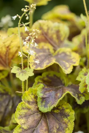 Heucherella 'Solar Eclipse' - P9 - image 2