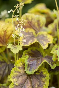 Heucherella 'Solar Eclipse' - P9 - image 2