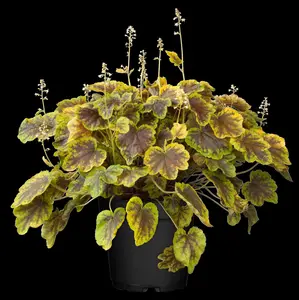 Heucherella 'Solar Eclipse'
