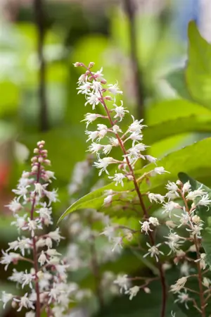 Heucherella 'Sweet Tea' - P9 - image 2