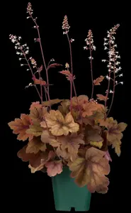 Heucherella 'Sweet Tea'