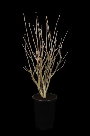 Hibiscus syr. 'Aphrodite' - 3 Ltr pot - image 1