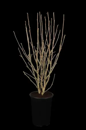 Hibiscus syr. 'Ardens' - 3 Ltr pot - image 1