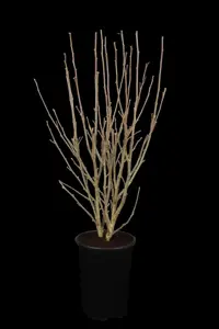 Hibiscus syr. 'Ardens' - 90 CM STEM C12 - image 5