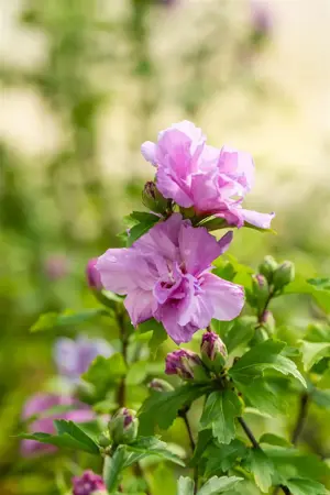 Hibiscus syr. 'Ardens' - 200-225 CM RB - image 5