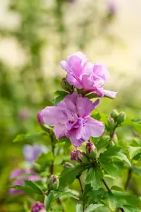 Hibiscus syr. 'Ardens' - 150-175 CM RB - image 5