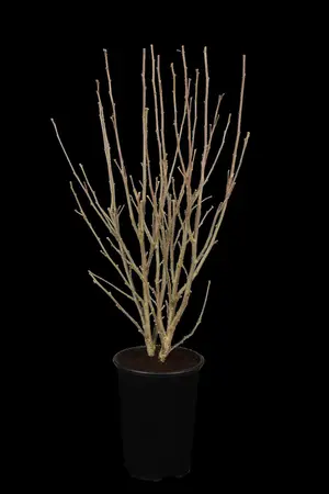 Hibiscus syr. 'Ardens' - 80-100 CM C15 - image 1