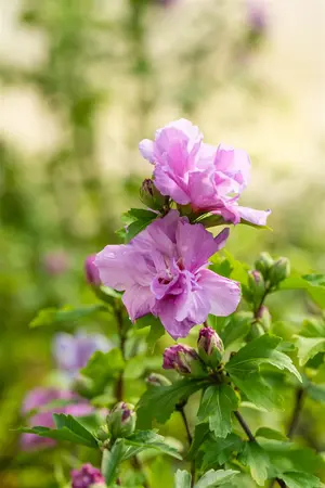 Hibiscus syr. 'Ardens' - 100 CM STEM C15 - image 4
