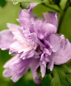 Hibiscus syr. 'Ardens' - 3 Ltr pot - image 3