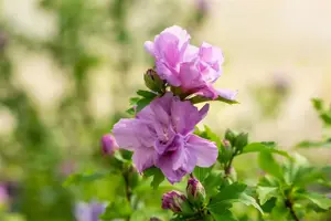 Hibiscus syr. 'Ardens' - 3 Ltr pot - image 4