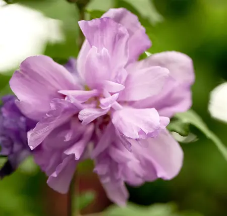 Hibiscus syr. 'Ardens' - 100 CM STEM C15 - image 1