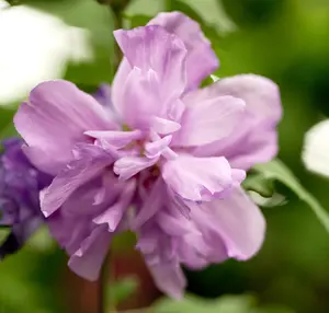 Hibiscus syr. 'Ardens' - 100 CM STEM C15 - image 1