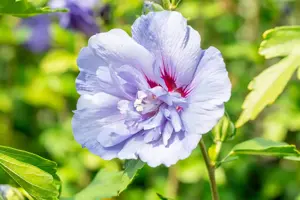 Hibiscus syr. 'Blue Chiffon'? - 2 Ltr pot - image 3