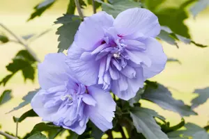 Hibiscus syr. 'Blue Chiffon'?