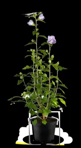 Hibiscus syr. 'Blue Chiffon'? - 2 Ltr pot - image 2