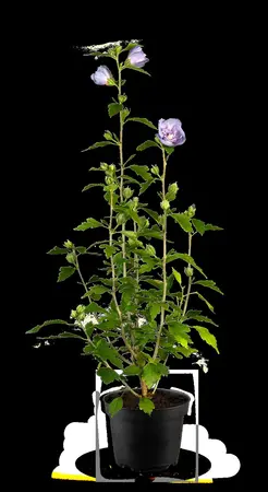 Hibiscus syr. 'Blue Chiffon'? - 40-60 CM C10 - image 2