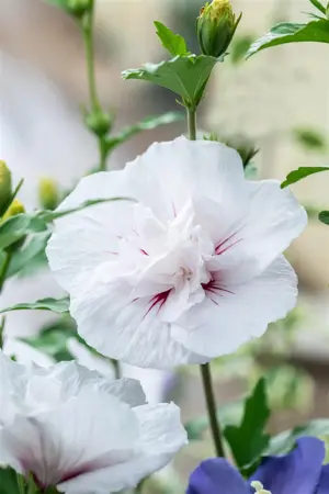 Hibiscus syr.'China Chiffon'? - 3 Ltr pot - image 5