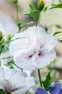 Hibiscus syr.'China Chiffon'? - 3 Ltr pot - image 5
