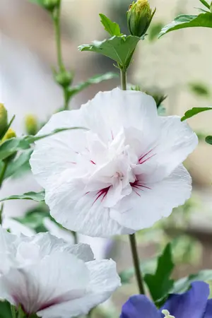 Hibiscus syr.'China Chiffon'? - 60-80 CM C10 - image 5